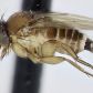 Внимание! Карантинный вредитель многоядная муха-горбатка