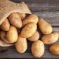 Внимание! Высокий риск заболеваний импортного картофеля